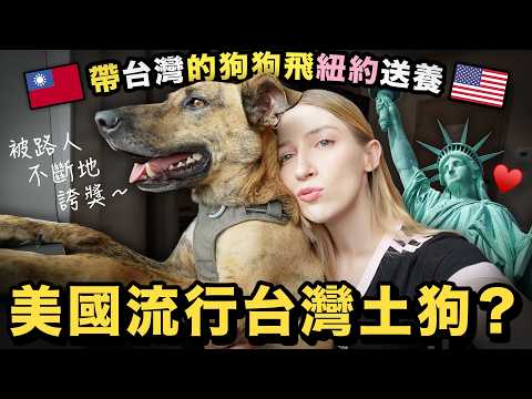 帶台灣狗飛美國送養 ❤️ 在紐約這麼受歡迎？！因為台灣米克斯的這些特色 ✨｜Flying this Taiwanese dog to adopters in USA