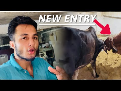 Hamarey Red Eye ka partner a gya 😍 | Mashallah New Entey ho gai  🤎| Noni Goshi Vlogs