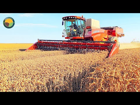How American Farmers Harvest 472 Million Pounds Of Chickpeas by Machine | Farming Documentary