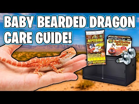 Baby Bearded Dragon Care Guide - How To Take Care of a Bearded Dragon