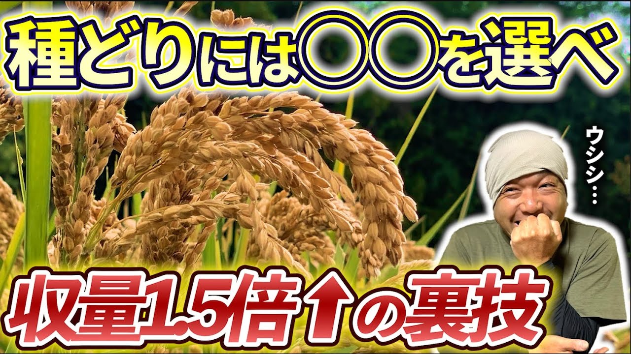 【江戸農書より】種どりに〇〇を選ぶだけで収量1.5倍UPする裏技