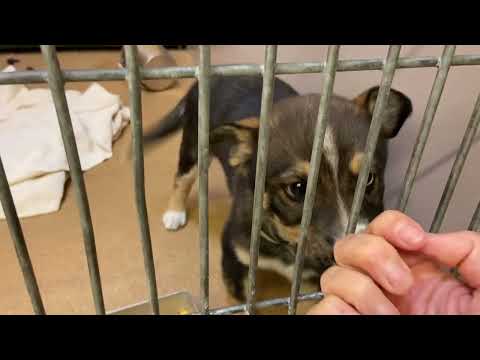 Tiana: 9-wk Tricolor female Shepherd puppy