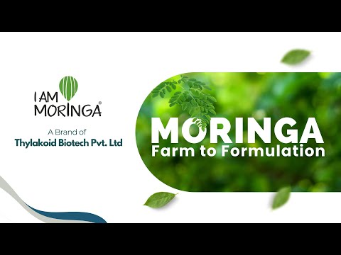Natural moringa leaf powder, 25 kg