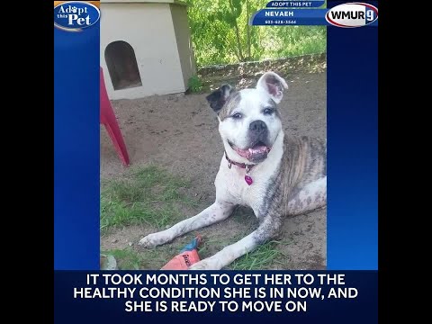 Adopt This Pet: Nevaeh