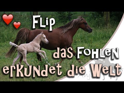 Fohlen Flip erkundet die Welt - Der 2. Tag