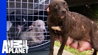 Heartbreak and Euphoria for Mama Dog and Her Pups