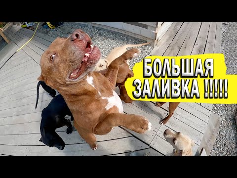 СТРОИМ ВОЛКАМ СКАЗОЧНЫЙ ВОЛЬЕР НА 200 КВ.М. / НЕ СМОГ ВЫДЕРЖАТЬ И УСНУЛ / БОЛЬШАЯ НОЧНАЯ ЗАЛИВКА !