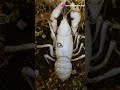 Top 10 Crayfish Best Species to Grow! #shorts #crayfish #business #trending #trendingshorts