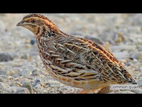Coturnix coturnix hlas a spev