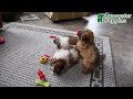 Shihpoo dogs for sale: Callie - Video 1
