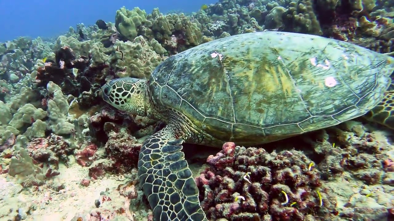 Close up of a Hawaiian Green Sea Turtle at a cleaning station