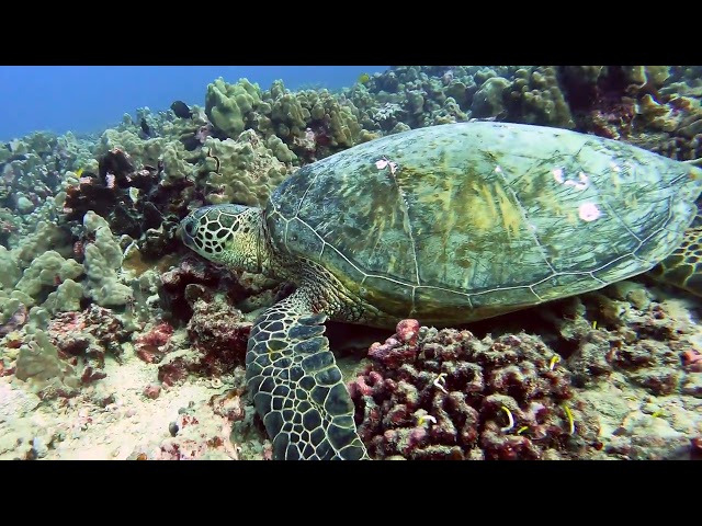 Snorkelers observing a turtle underwater from the surface