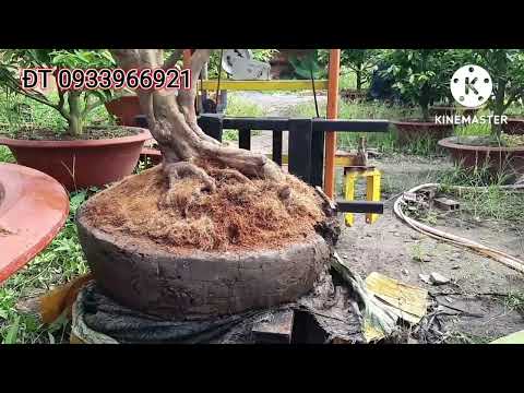 @ Cách sử lý và trồng cây mai lên chậu trong mùa mưa.