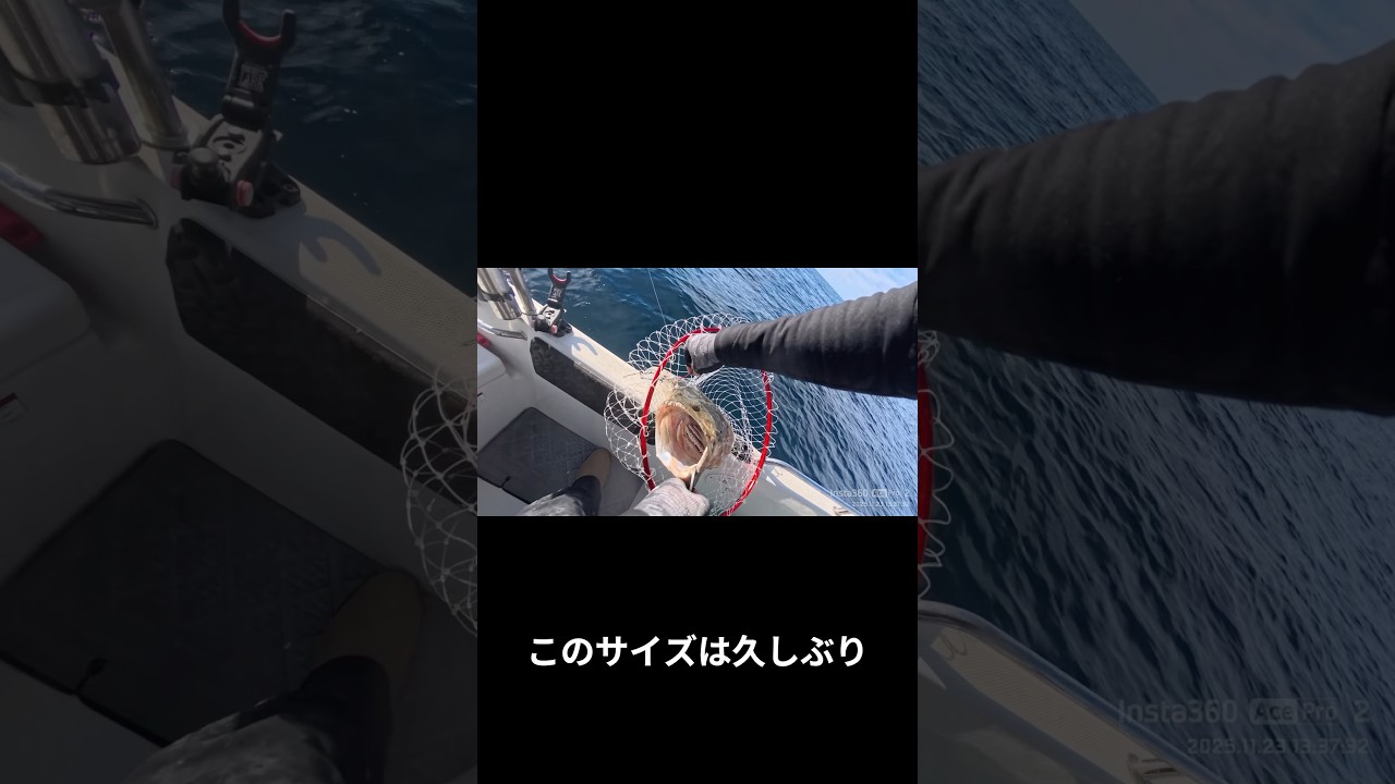 ライトジギングで座布団ヒラメ‼️#釣り #fishing #ジギング #丹後ジギング #メタルジグ