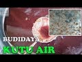 Kutu Air Pakan Ikan Hias