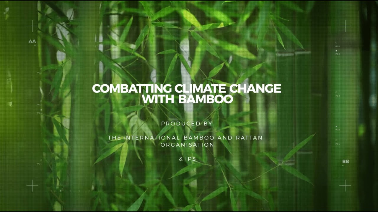 Using Bamboo to Combat Climate Change