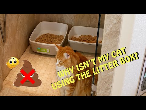 Why is my cat not using the litter box? Cat Accidents & Missing the litter box