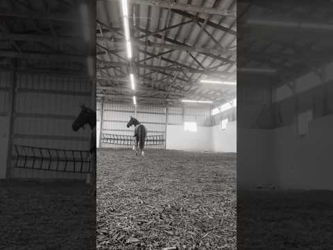 it’s with the heaviest heart that i say we lost skylar last night, continued in the comments-  ❤️‍🩹