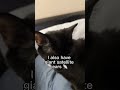Hello I M A Fruit Bat Cat Cats Comedy Funnycats