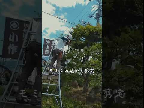 jardin-alpin-tropical-éléphants-pierres