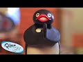 Pingu At Play Pingu Official Channel Cartoons For Kids