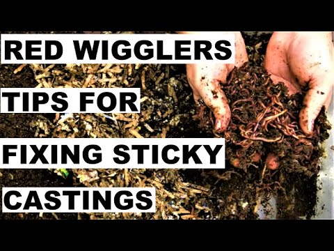 Compost Worm Migration- Red Wigglers Only Bins