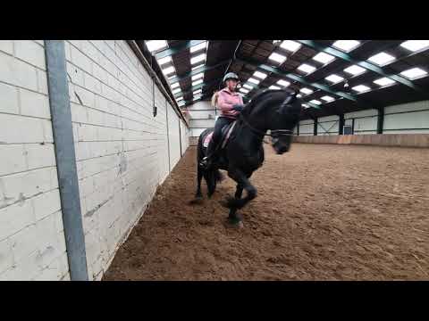 Stal Okkema's Rudmer - Michiel x Gjalt - ZZ Light dressage - Star Stallions - 1.71m