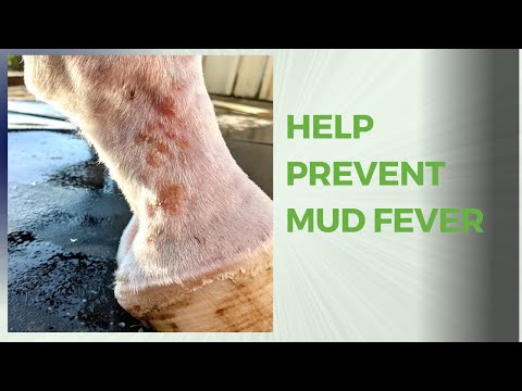 Preventing Mud Fever, Scratches, and Pastern Dermatitis with Clipping, Diet, and Wraps