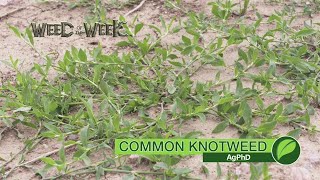 Weed of the Week #1055 Common Knotweed (Air Date 6-24-18)