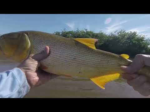 "Dorados, noche y amanecer en el Río Arrecifes. Pesca y vida de rio"
