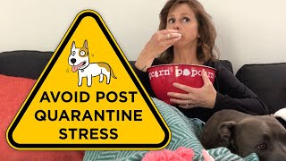 Post-Quarantine: How To Avoid Stress In Your Dog
