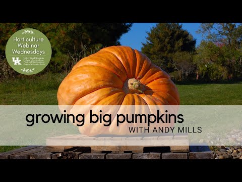 Growing Giant Pumpkins