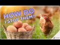 Hens Eating Their Own Eggs? Here's How To Stop Them