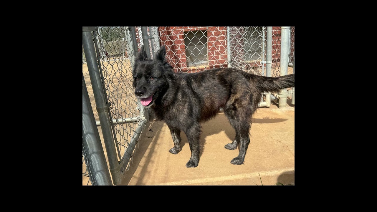 Enlarge Beri, a ADOPTABLE mixed breed in New Canaan, CT video 6/6