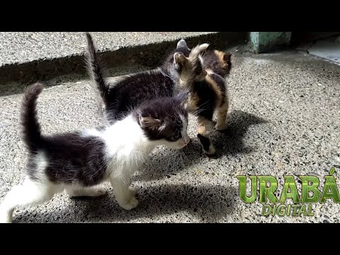 #Chigorodó || Luz Marina Genez, el angel de las mascotas abandonadas en el Barrio el Campin.