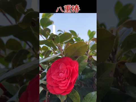 茶色がかった赤色のトゲトゲの実「コッパーカーペット」 植物