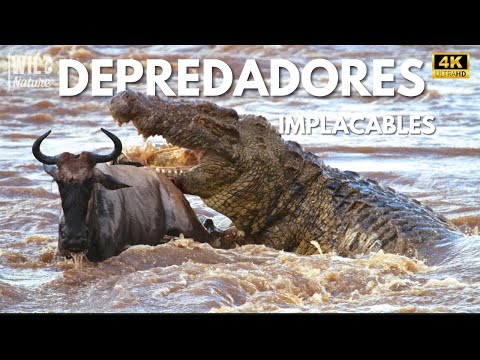 SILENCIO MORTAL - El Depredador Invisible de los Ríos Africanos | Documental Animales