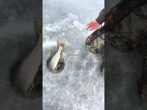 SUBSCRIBE IF YOU AGREE! #catchandrelease #fishing #fishingvideo #relatable #fishinglife