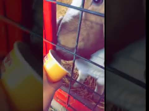 Feeding Baby Goat & Mama From John Bryan State Park 🐐