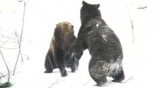 preview picture of video 'Bears fighting in the Bavarian Forest National Park- Bärenkampf im Nationalpark Bayerischer Wald'