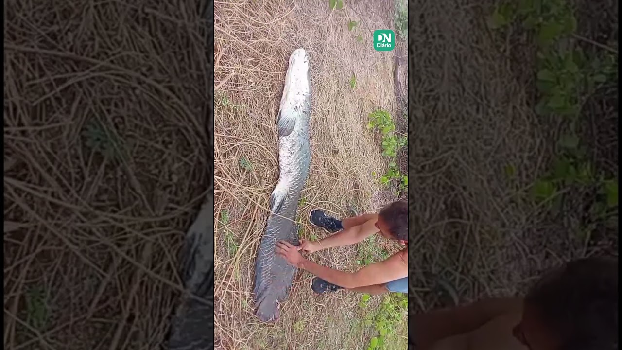 Imagem da notícia Pirarucu de quase 2 metros é encontrado morto em açude de Tamboril