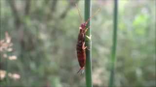 preview picture of video 'Common earwig (Forficula auricularia) - 2014-06-15'