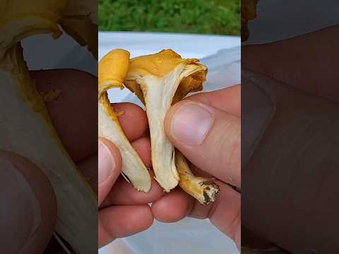 How to Identify Chanterelles to Keep! #chanterelles #foraging #mushroom #wildedibles