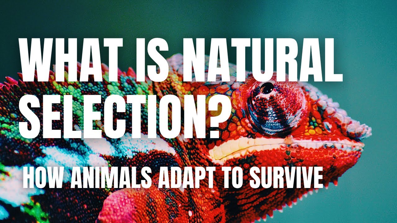 What is Natural Selection? | Middle School Life Science