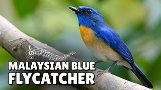 Download lagu BRILLIANT Blue Bird's HAUNTING Whistle From Borneo's Secret Rivers mp3
