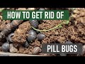 How to Get Rid of Pill Bugs (Wood Lice, Roly-Polies)