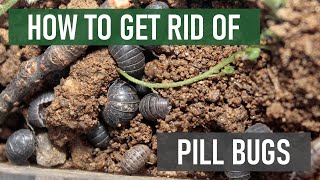 How to Get Rid of Pill Bugs (Wood Lice, Roly-Polies)