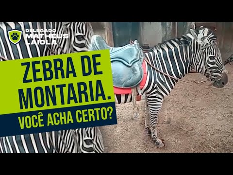 Zebra para montaria?! 🤯😡