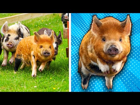 Greatest Comeback in Pig Racing? - GRAND FINALS!
