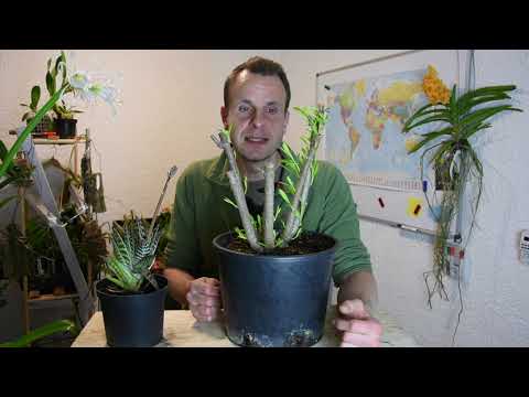 Oleander Nerium oleander - Austrieb nach radikalem Rückschnitt // Gartenschlau.com